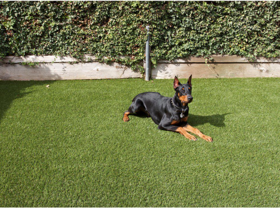 Pet Turf System, AGO Artificial Grass Outlet, Distributor, Corona CA