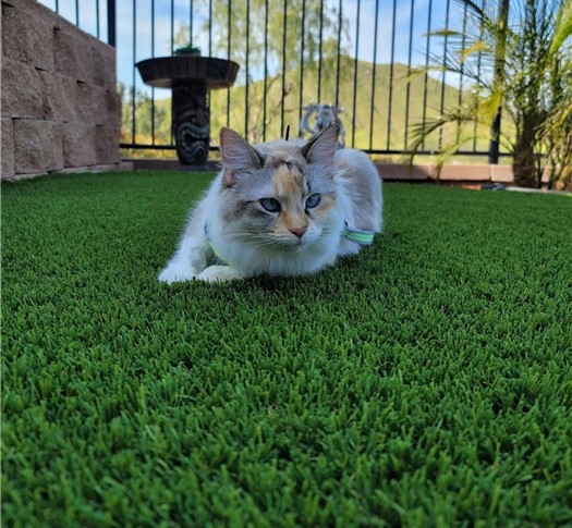 Cat Turf – Tommy Santana in Lanke Elsinroe Emerald Ridge Artificial Grass, AGO/Artificial Grass Outlet, Corona